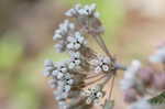 Pinewoods milkweed